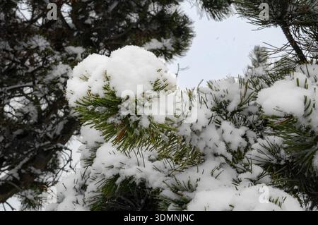 Snow on the branches of a pine tree in the winter forest. Stock Photo