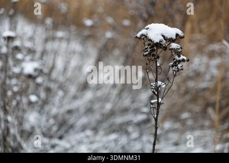 Snow covered dried wildflower in winter landscape Stock Photo