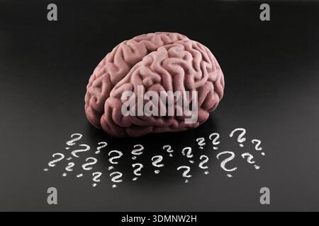 Human brain model with question marks drawn with chalk on scholl blackboard. Concept of problems, solutions, doubts, mind and mental activity. Stock Photo