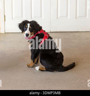 4-Months-Old Female Bernese Mountain Dog Puppy, Sitting and Looking Back at Camera. Stock Photo