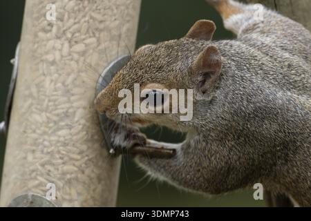 Grey squirrel (Sciurus carolinensis) adult mammal eating sunflower seed hearts from a garden bird feeder, England, United Kingdom Stock Photo