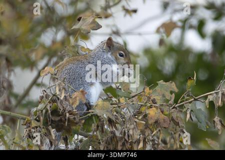 Grey squirrel (Sciurus carolinensis) adult mammal eating Field maple tree seeds in autumn, England, United Kingdom Stock Photo