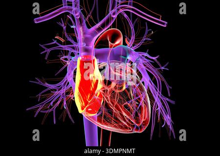 Atrium In Body Illustration of the heart with the right atrium highlighted in blue ...