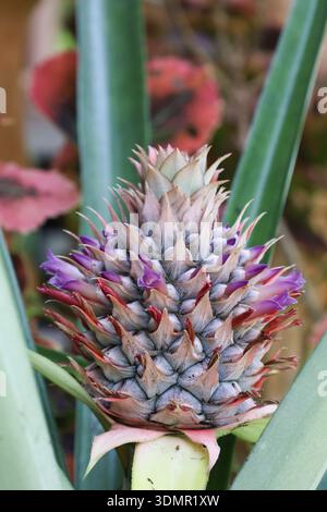 Close-up of a young MD2 "Super Sweet" pineapple (Ananas comosus) growing in a plantation. Highlighting early fruit development and pinkish scales. Stock Photo