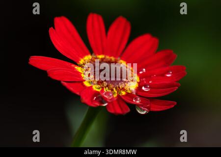 Macro shot of single red gerbera flower with fresh water drops isolated on dark background Stock Photo