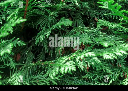 Thuja branches background. Green coniferous branches close-up. Thuja hedge texture. Natural green background. Stock Photo