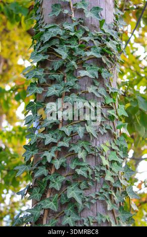 Ivy climbing a wooden pole. Close-up of green ivy leaves on a wooden pole. Stock Photo