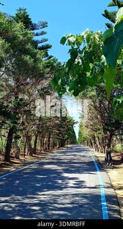 Scenic empty asphalt road with blue line leading through a lush green tree tunnel under bright blue sky in a tropical summer destination. Stock Photo