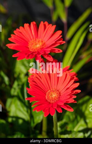 Gerbera Sweet Glow, Barberton Daisy, Transvaal Daisy, semi-double flowers warm orange Stock Photo