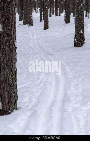 Ski trail through pine forest covered in snow. Snowy pathway trek surrounded by trees Stock Photo