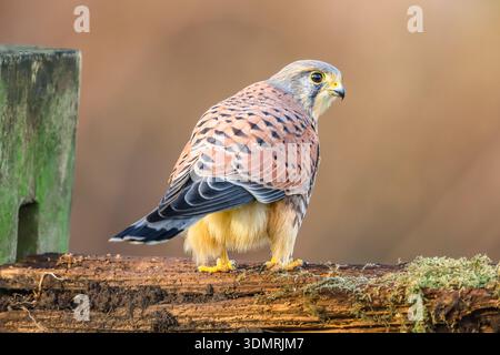 Kestrel in Winter.  Scientific name: Falco tinnunculus.   A male Kestrel perched on old  on moss covered fence post, alert and looking right.  Clean b Stock Photo