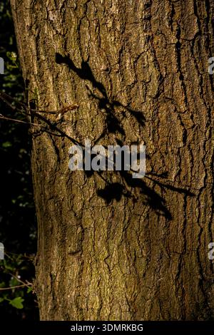 Sunlight casting a shadow of a leafy branch onto textured tree bark Stock Photo