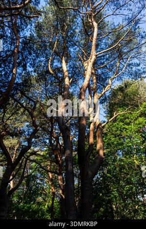 Low angle view of tall pine tree trunks reaching towards a blue sky in a woodland Stock Photo