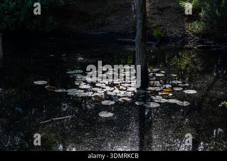 Lily pads on a dark pond surrounding a tree trunk Stock Photo
