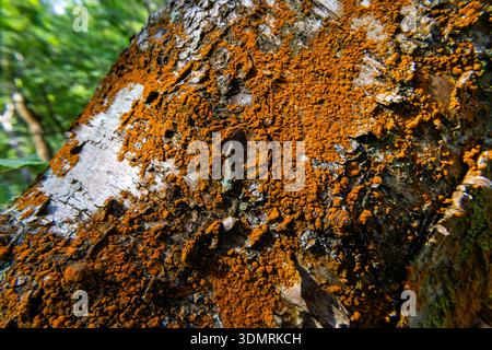 Close up of textured tree bark covered in orange lichen Stock Photo