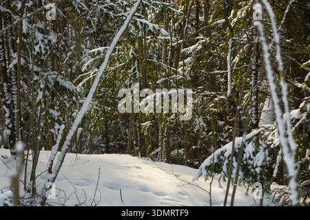 Snow-covered forest landscape with evergreen trees illuminated by soft winter sunlight. Fresh snow blankets the ground and tree branches, creating a p Stock Photo