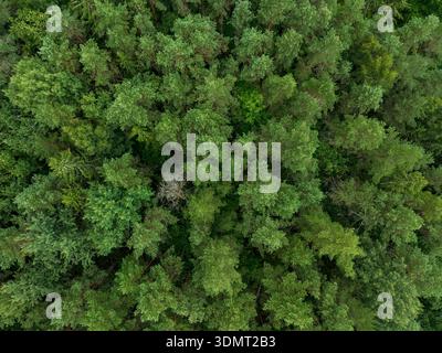 Top down drone view of a lush forest in Lithuania, featuring coniferous and deciduous trees, with a single leafless tree standing out. Stock Photo