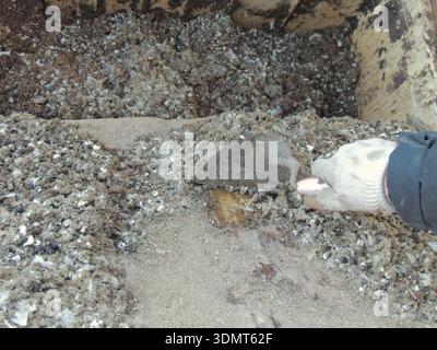 Scraping poultry manure from a sheet of iron used as a tray in a large poultry cage on a farm into a large container using a trowel Stock Photo