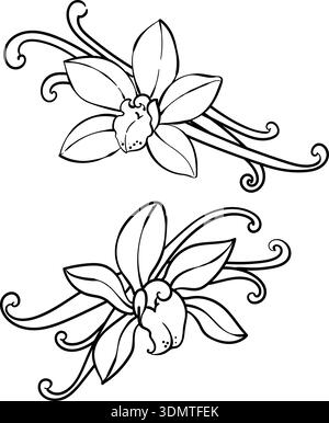 Vanilla orchid flowers and pods, outline graphic Stock Vector