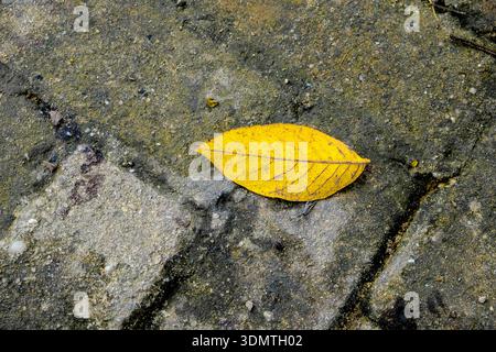 Minimalist autumn background featuring a bright yellow leaf on a gray pavement Stock Photo