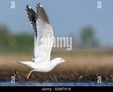 Adult common gull (Larus canus) taking off from the shore with stretched wings on warm morning Stock Photo