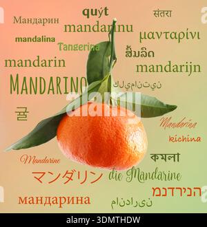 Orange mandarin with leaves and its name written in several languages. Background with gradient from light pink on top to light green at the bottom. Stock Photo