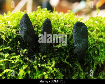 Dead man's fingers Xylaria polymorpha growing on moss-covered fallen branch in woodland, Blashford Lakes Nature Reserve, Hampshire and Isle of Wight W Stock Photo