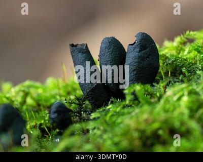 Dead man's fingers Xylaria polymorpha growing on moss-covered fallen branch in woodland, Blashford Lakes Nature Reserve, Hampshire and Isle of Wight W Stock Photo