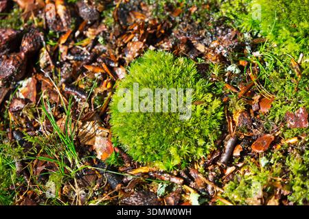 Large white-moss Leucobryum glaucum on woodland floor under Beech Fagus sylvatica, in deciduous woodland by Eyeworth Pond, Fritham, New Forest Nationa Stock Photo