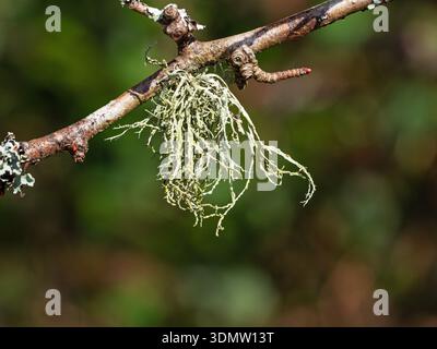 Mealy ramalina Ramalina farinacea on Hawthorn Crataegus monogyna, Millyford, New Forest National Park, Hampshire, England, UK, March 2022 Stock Photo