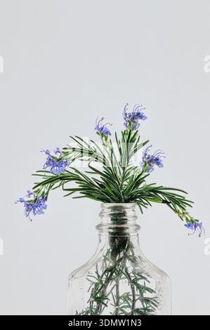 Purple flowers on sprigs of rosemary in a glass bottle, white background Stock Photo