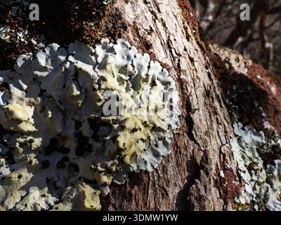 Common greenshield lichen Flavoparmelia caperata growing on oak bark, atlantic oak woodland beside Loch na Keal, Isle of Mull, Argyll and Bute, Scotla Stock Photo