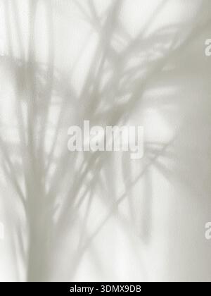 soft shadows of plant leaves on light gray wall, abstract background, trendy color of the year 2026, cloud dancer Stock Photo