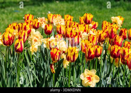 Orange tulips and daffodils on flower bed in the garden Stock Photo