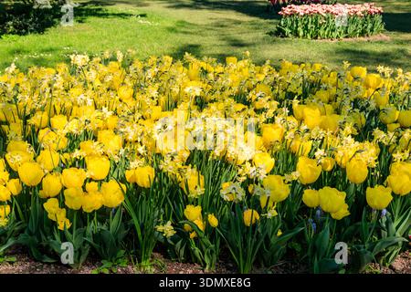 Yellow tulips and daffodils on flower bed in the garden Stock Photo