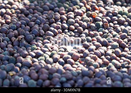 arabica coffee beans drying on a rack arucas, gran canaria, canary islands, spain Stock Photo