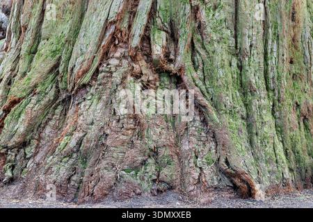Ancient sequoia tree trunk on Mainau Island Germany Stock Photo