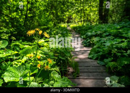 Wild yellow flowers growing beside a wooden path in lush green forest on the Pramenisko nature trail in the High Tatras mountains, Slovakia. Calm summ Stock Photo
