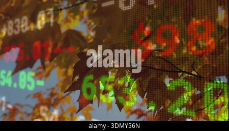 Glowing maple leaf cluster backlighting autumn branch, showing dotted LED stock numbers green red Stock Photo