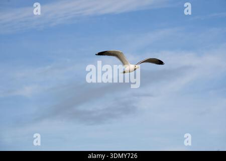 A lone seagull soars gracefully against a vibrant blue sky, wings outstretched in flight. The serene scene captures the essence of freedom and the bea Stock Photo