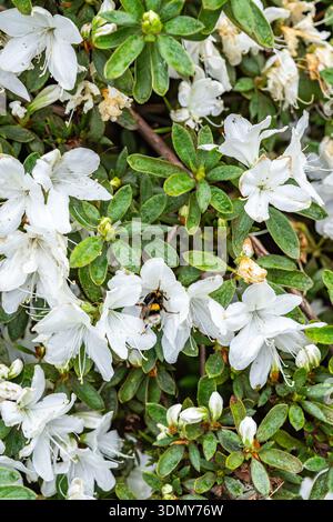 Vibrant white azalea flowers in full bloom, surrounded by lush green leaves, with a bee collecting pollen, highlighting the beauty of nature and biodi Stock Photo