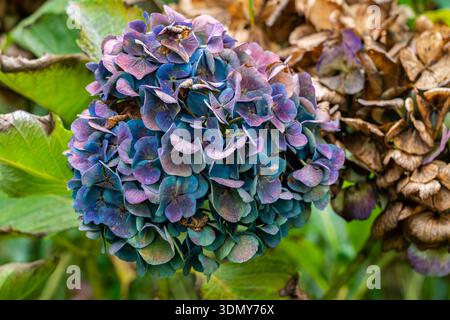 A vivid cluster of bigleaf hydrangea blooms in shades of blue and purple, surrounded by lush green leaves, captures a perfect moment of garden beauty Stock Photo