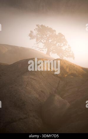 A solitary tree stands on a rocky hill, enveloped in dense fog. The ethereal light softens the landscape, creating a tranquil and mystical atmosphere Stock Photo