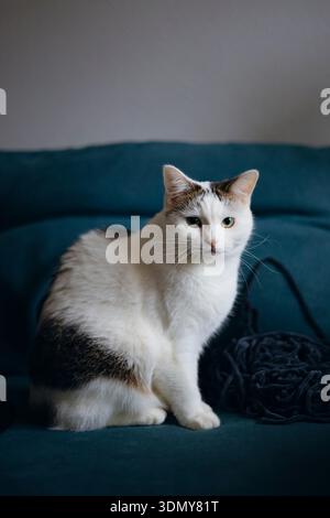 A curious white cat with black patches sits on a blue couch, attentively observing its surroundings next to a ball of black yarn, creating a cozy indo Stock Photo