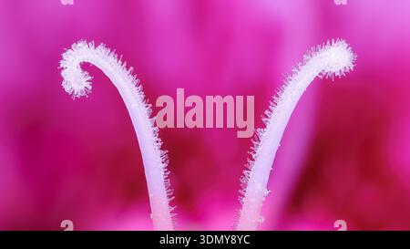 This extreme macro image shows a 3x zoom of the carnation style, Dianthus caryophyllus. The intricate details highlight the beauty of nature's design Stock Photo