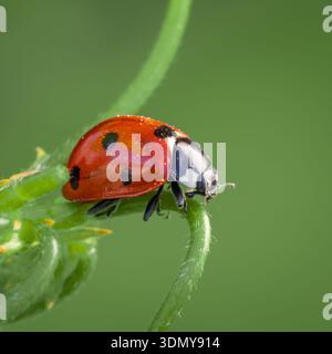 A vibrant Coccinella septempunctata, commonly known as a ladybug, is perched delicately on a green leaf. Its iconic red shell features distinctive bla Stock Photo