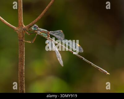 Close-up of a Chalcolestes viridis, also known as an emerald damselfly, resting on a branch with a blurred natural background, showcasing intricate wi Stock Photo