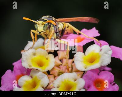 Close-up of a Polistes dominula, commonly known as the European paper wasp, perched on vivid pink and yellow flowers. The wasp's detailed features are Stock Photo
