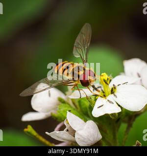 A close-up of an Episyrphus Balteatus, commonly known as the hoverfly, resting on a white flower. Its vibrant colors are highlighted against the natur Stock Photo