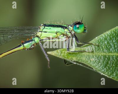 A vibrant Ischnura damselfly, also known as bluetail, perches delicately on a green leaf, showcasing its intricate wing patterns and vivid colors in a Stock Photo